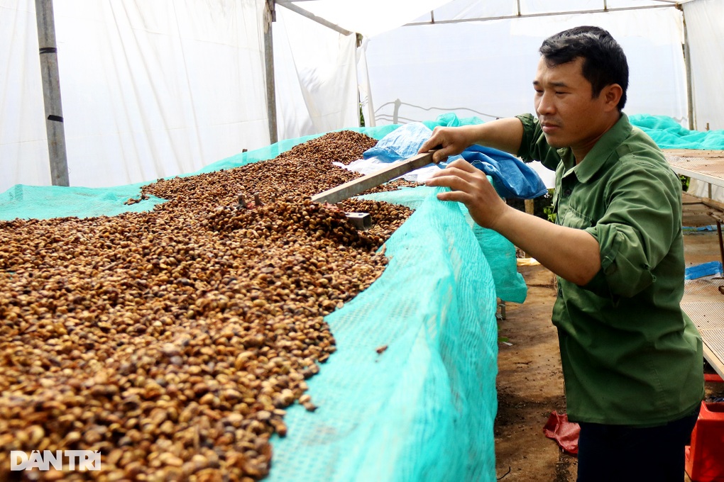 Kỳ công làm ra hạt cà phê đặc biệt, giá bán tăng gấp bội - 2 Kỳ công làm ra hạt cà phê đặc biệt, giá bán tăng gấp bội - 2