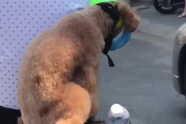 Hài hước chú chó biết tuân thủ quy định khi ra đường