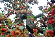 Chiêm ngưỡng cây dâu tằm giá 100 triệu đồng ở Hà Nội