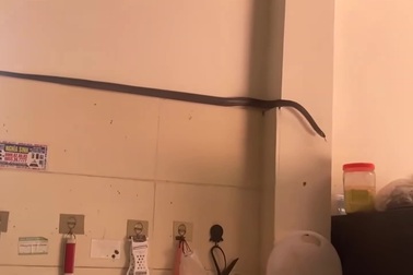 Rắn cỡ lớn gây kinh hãi khi trườn vào nhà bếp tại Phú Thọ