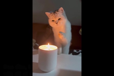 Mèo bị bỏng vì tò mò nghịch nến đang cháy