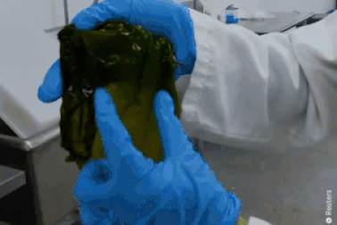 Khám phá quy trình sản xuất “thịt khô” từ…rong biển