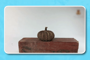 Kỳ lạ loài cây cực độc có quả phát nổ như lựu đạn