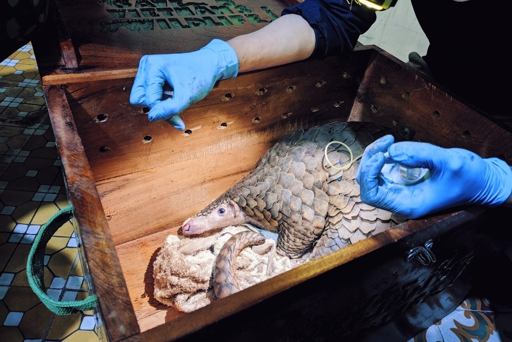 Kiểm tra xe khách phát hiện 7 cá thể tê tê trong thùng xốp - 3 Kiểm tra xe khách phát hiện 7 cá thể tê tê trong thùng xốp - 3