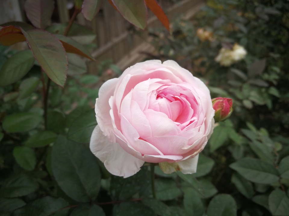 Chủ trại hồng tiếc nuối vì dịch corona ngăn khách đến ngắm mùa hoa đẹp nhất - 19 Chủ trại hồng tiếc nuối vì dịch corona ngăn khách đến ngắm mùa hoa đẹp nhất - 19