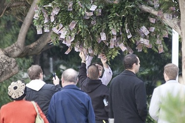 Khi tiền “mọc” ở trên cây