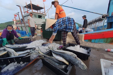 Chạy bão ngư dân vẫn trúng mẻ cá dũa thu hàng chục triệu đồng