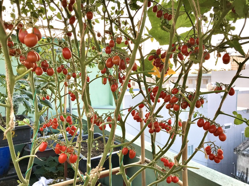 Kinh nghiệm trồng cà chua sai trĩu trên sân thượng của nữ gia chủ Đà Nẵng - 7 Kinh nghiệm trồng cà chua sai trĩu trên sân thượng của nữ gia chủ Đà Nẵng - 7