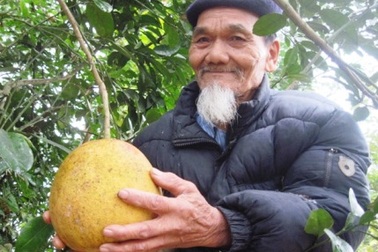 Chưa đến Tết, bưởi tiến vua đã "cháy" hàng