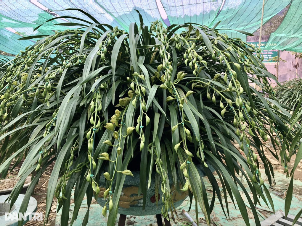 Loài hoa quý của núi rừng Hoàng Liên Sơn xuống phố đón Tết - 1 Loài hoa quý của núi rừng Hoàng Liên Sơn xuống phố đón Tết - 1