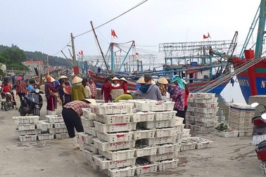 Hái "lộc biển" nơi cửa lạch