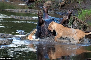Kinh ngạc đại chiến sư tử và cá sấu tranh xác hà mã