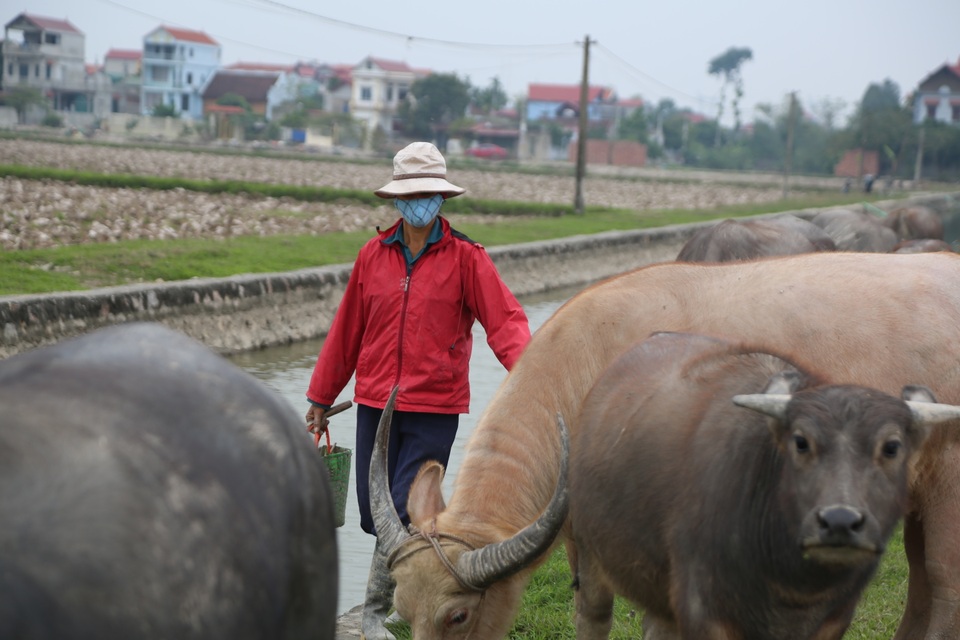 Thu tiền triệu từ nghề vỗ béo trâu dịp cuối năm - 4 Thu tiền triệu từ nghề vỗ béo trâu dịp cuối năm - 4