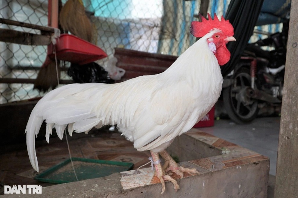 Thú vị chú gà không ăn thóc, thích ngủ võng ở Đồng Tháp - 4 Thú vị chú gà không ăn thóc, thích ngủ võng ở Đồng Tháp - 4