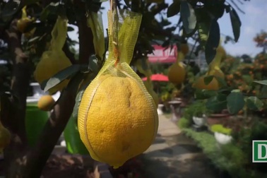 Bưởi Diễn 50 triệu đồng một cây đổ về Sài Gòn bán Tết.