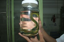 Rắn lục đuôi đỏ tấn công người tràn lan