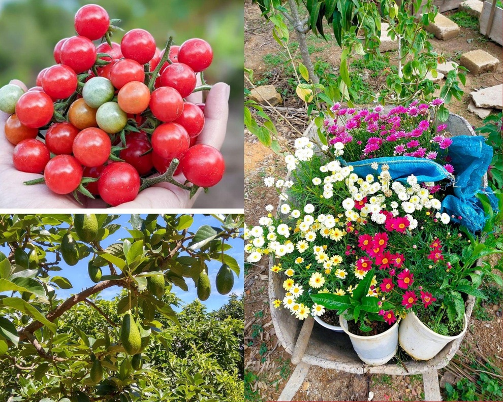 Cô gái 9X nghỉ học đại học chuyển sang làm vườn, mời khách lạ về trồng cây - 6 Cô gái 9X nghỉ học đại học chuyển sang làm vườn, mời khách lạ về trồng cây - 6