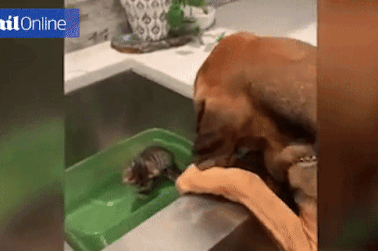 Dễ thương hình ảnh chó săn âu yếm xoa đầu chú mèo 4 tuần tuổi