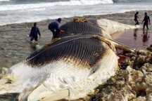 Cá voi dạt bờ có phải điềm báo thiên tai?