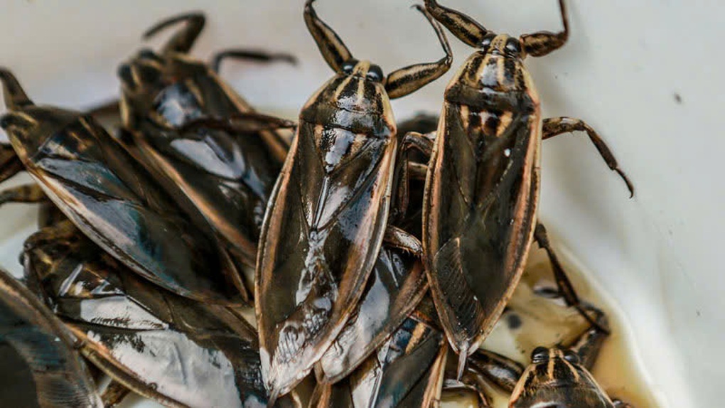 Generatie Alpha kent deze 5 insecten die deel uitmaakten van de kindertijd van hun ouders misschien niet - 2 Gen Alpha có thể không biết 5 loài côn trùng từng là tuổi thơ của cha mẹ - 2