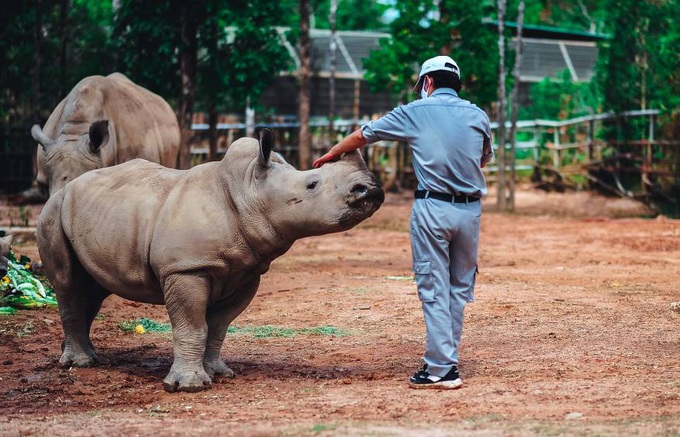 Giữa &quot;tâm bão&quot; dịch Covid-19, Vinpearl Safari đón bé tê giác mới chào đời với cái tên &quot;Chiến thắng&quot; - Ảnh 7.