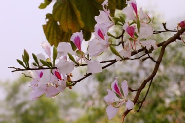 Điện Biên "bắt" hoa ban nở đúng lễ hội