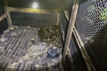 Người đàn ông bị trăn siết cổ tử vong