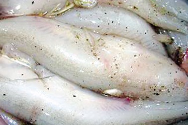 Đông về nhớ món cá khoai