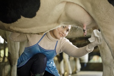 Sữa tươi không dư lượng kháng sinh: Ngỡ tìm đâu xa, hóa ra ở ngay cạnh mẹ đó mà