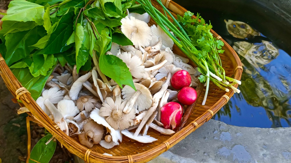 Thu hoạch nấm mối và nấu những món thật ngon cùng cô gái Bến Tre - 10 Thu hoạch nấm mối và nấu những món thật ngon cùng cô gái Bến Tre - 10