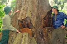 "Báu vật" rừng xanh khẩn thiết kêu cứu giữa đại ngàn Tây Nguyên!