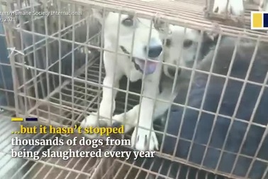 Hàng trăm chú chó được giải cứu trên đường trước khi bị đưa lên bàn tiệc