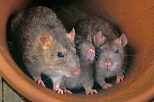 Chuột ăn cần sa sau khi lọt vào kho vật chứng cảnh sát Mỹ