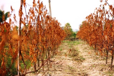 Bất lực nhìn hàng trăm cây đào chết khô “trơ xương”