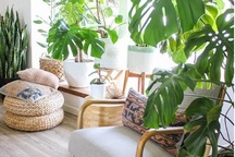 Lạ mắt với ngôi nhà trồng hơn 100 loại cây xanh, ai nhìn cũng mê mẩn