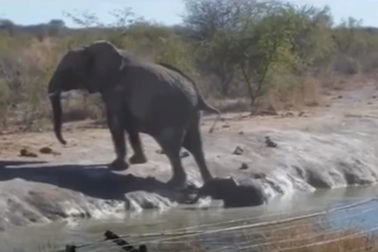 Thấy voi con mắc kẹt dưới nước, cả đàn xúm lại làm điều không ai nghĩ tới