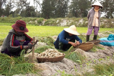 Nông dân tiếc hùi hụi vì lúc được giá lại… hết kiệu