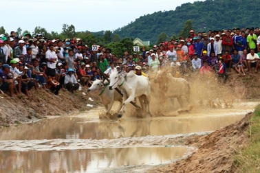64 đôi bò sôi nổi tranh tài… giành cúp truyền hình