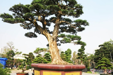 Cây tùng chơi Tết giá 6 tỷ đồng của anh nông dân Bình Định