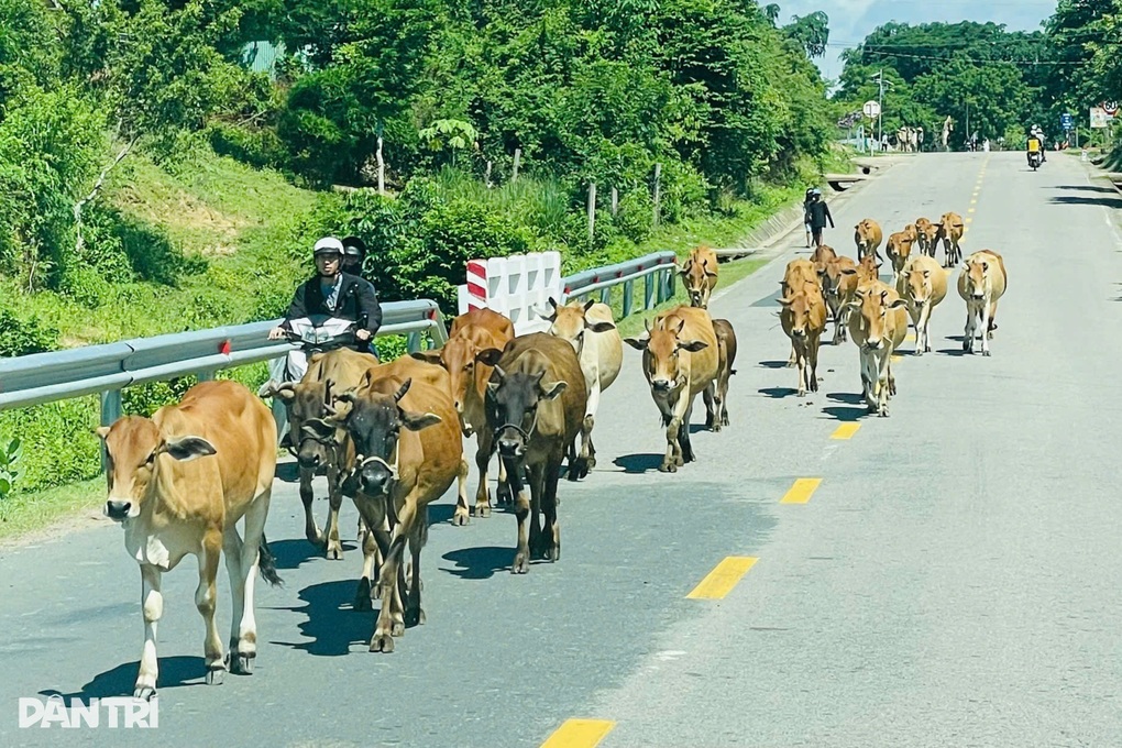 Tông vào bò trên quốc lộ 25, thanh niên đi xe máy tử vong - 1 Tông vào bò trên quốc lộ 25, thanh niên đi xe máy tử vong - 1