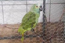 Vẹt bị… bắt vì là “tòng phạm” trong băng nhóm tội phạm buôn bán ma tuý