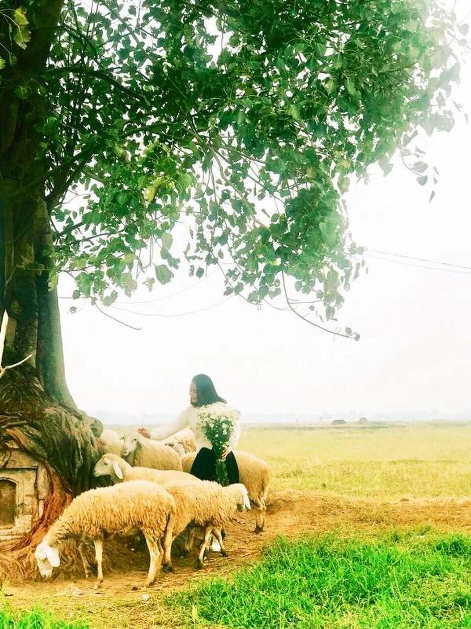 Bạn trẻ đổ xô đến vườn cúc họa mi “độc nhất” Nam Định chụp ảnh - 6