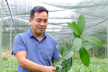 Bị cho là "điên", người đàn ông vẫn quyết bỏ phố về quê trồng rừng