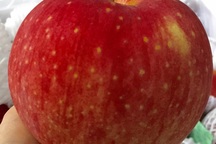 Táo Nhật khổng lồ: Của hiếm mỗi quả nặng 1 kg