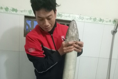 Bắt được cá lệch "khủng" nặng gần 10kg trong sáng ngày đầu năm