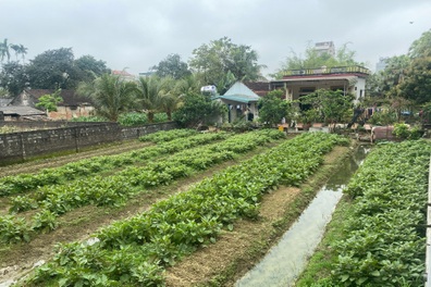 Hà Nội: Bất ngờ phát hiện 700m2 đất ở có hơn một nửa bị chia thành đất vườn