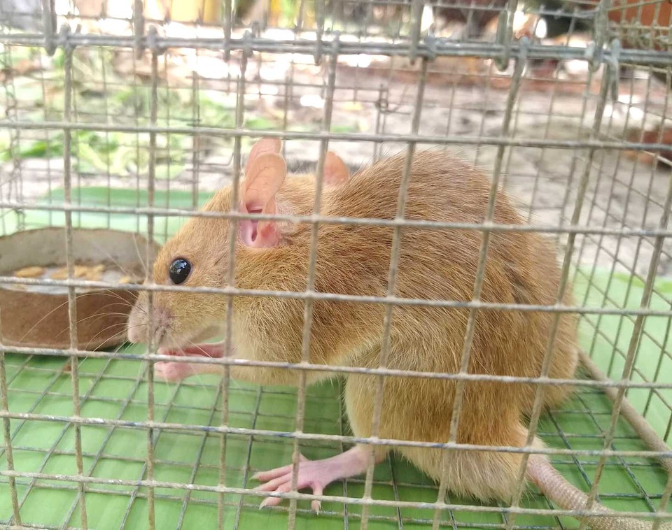 Cà Mau: Người dân bắt được cặp chuột lông vàng hiếm thấy - 2 Cà Mau: Người dân bắt được cặp chuột lông vàng hiếm thấy - 2