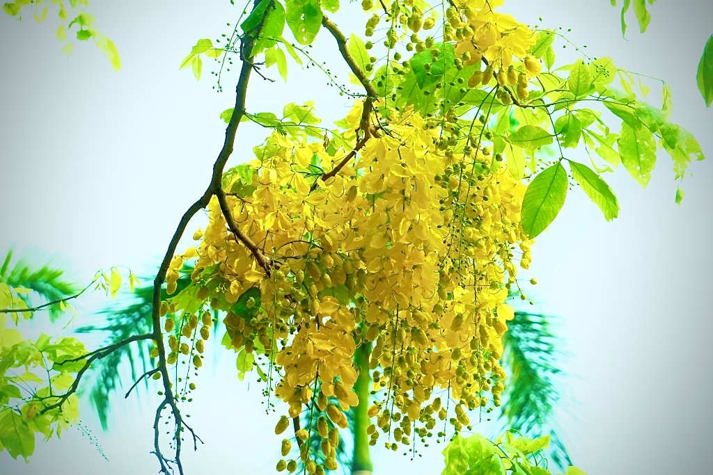 Mãn nhãn với muồng hoàng yến nở vàng rực rỡ trên phố phường xứ Thanh - 14 Mãn nhãn với muồng hoàng yến nở vàng rực rỡ trên phố phường xứ Thanh - 14