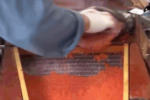 Công đoạn lấy trứng cá hồi gây tranh cãi, thu hút gần 10 triệu lượt xem