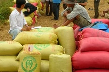 “Cò lúa” và chuyện doanh nghiệp mua gạo